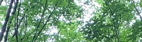 การกยท. มุ่งมั่นสู่การรับรองมาตรฐานการจัดการสวนป่าอย่างยั่งยืน (Forest Certification) กยท. มุ่งมั่นสู่การรับรองมาตรฐานการจัดการสวนป่าอย่างยั่งยืน (Forest Certification)