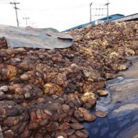 ٻ 4 ѡҧ͹ͻѺاسҾҧ˵Դ